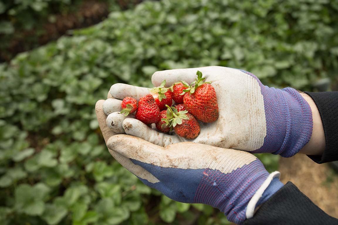 戴着手套的手在一片绿色的植物上拿着草莓