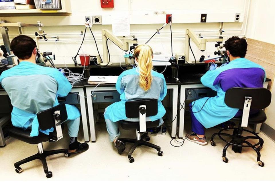 三位实习医生坐在实验室里，面对自己的工作站，背对着摄像机.